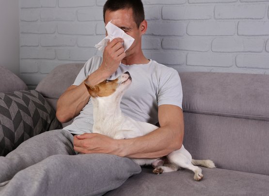 Allergie Schnupfen Hund